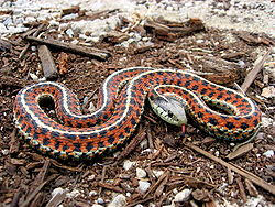 Resultado de imagen para serpiente