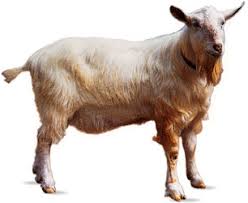 Image result for GOAT