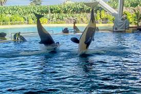 Resultado de imagen de imagenes de loro parque