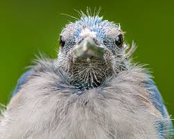 Baby Blue Jay - paulduann.com
