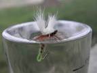 Fly fishing emergers