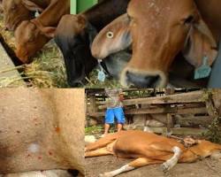 Image of Brucellosis pada sapi perah