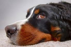 Είναι  η υγρή μύτη ένδειξη υγείας στο σκύλο;