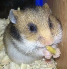 chomik