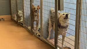 “Study Reveals Presence of Two Pathogens in Dogs at the San Diego Humane Society”