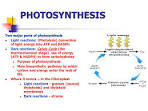 2 parts of photosynthesis