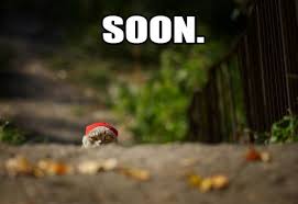 Image result for Animal Meme