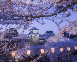 兼六園の桜の画像