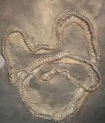 Is this a fossil or a current snake skeleton?