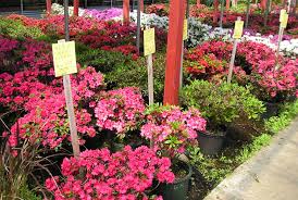 Image result for Azalea azaleas