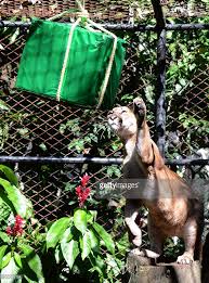 Resultado de imagen de Kings Day colombia