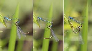 Insect