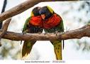 pictures of 2 parrots kissing images of lovers with quotes