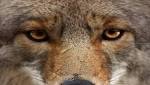  9-year-old injured in North Carolina coyote attack