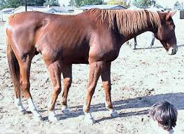 غرائب وعجائب حيوانات