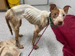 Sally — Baltimore Animal Rescue and Care Shelter