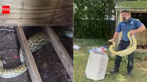 8-foot Burmese python found under a New Jersey family’s shed with a swollen belly, X-ray reveals its shoc