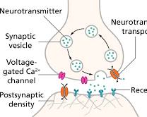 Image of neuron synapse
