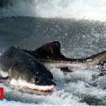 Dead Chinese sturgeons halt China