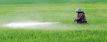 yaprak gübresi ile ilgili görsel sonucu