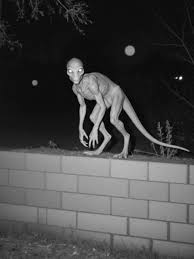 Cryptids Caught on Camera in Yard | TikTok