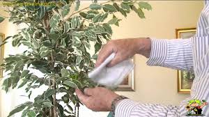 Risultati immagini per lavare piante con batuffolo cotone