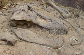 Image result for dinosaur fossils