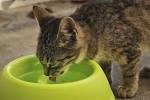 Forum des chats - Sant, alimentation - chaton qui