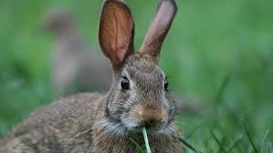 Image result for RABBIT