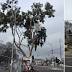 Melbourne gum tree cut down despite protesters' attempts to save it