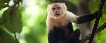 Image result for MONKEYS
