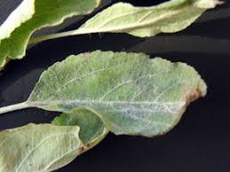 powdery mildew on apple trees ile ilgili görsel sonucu