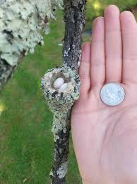 Image result for Hummingbird Nest