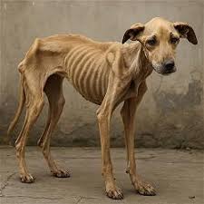 50 N ĂM S A U - 50 Năm Nhìn Lại - Việt Báo Foundation – A ...