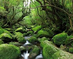 屋久島の画像