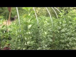 Bildergebnis für ‫سلطة الباقلاء‬‎