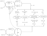 Correlation Research of Thioredoxin Reductase in Lung Cancer