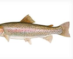 Image of Trout