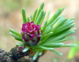 Resultado de imagem para larch, floral