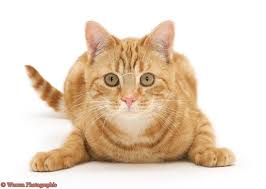 Image result for cat