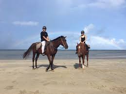 Image result for HORSE