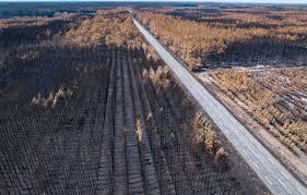 Après les mégafeux, qu’est-ce qui peut changer dans la forêt des Landes ? — 20 Minutes