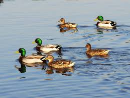 Resultado de imagen para patos