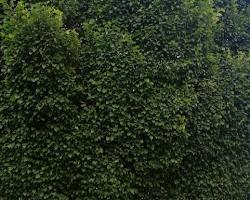 Image of درخت نارون