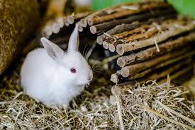 Image result for RABBIT