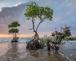 Image of Mangrove tree