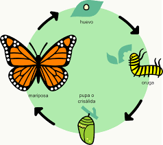 Resultado de imagen para ciclo de la mariposa