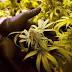 How did Florida's medical marijuana supply fare during Hurricane ...