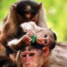 Image result for MONKEYS
