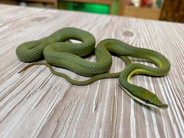 From https://www.google.com/url?sa=i&url=https%3A%2F%2Fwww.rainforestexotics.co.uk%2Fproduct%2Fbarons-green-racer-philodryas-baroni%2F&psig=AOvVaw3Nx8zqY4p88F5Eyick55_9&ust=1752563283495000&source=images&cd=vfe&opi=89978449&ved=0CBAQjRxqFwoTCKjBrJHlu44DFQAAAAAdAAAAABAE